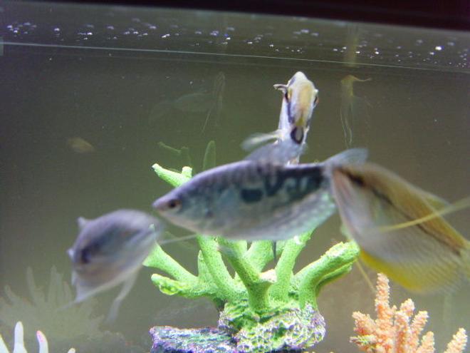 freshwater fish - trichogaster trichopterus - opaline gourami stocking in 23 gallons tank - my fish