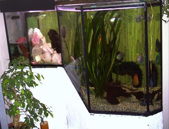 150 gallons freshwater fish tank (mostly fish and non-living decorations) - cant make my mind up what kind of theme it should run