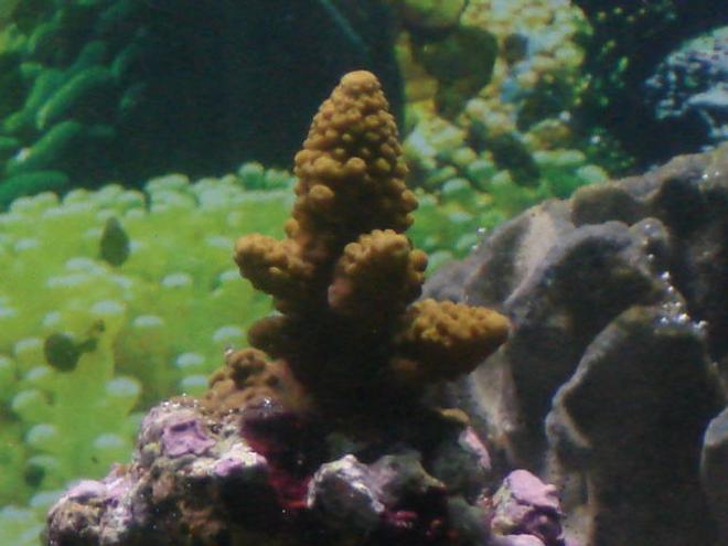 corals inverts - acropora formosa - midnight staghorn acropora coral stocking in 125 gallons tank - hard coral