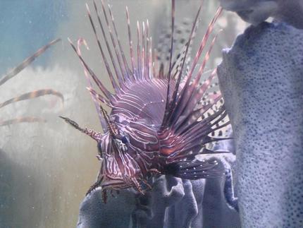 saltwater fish - pterois volitans - volitan lionfish stocking in 125 gallons tank - the lion