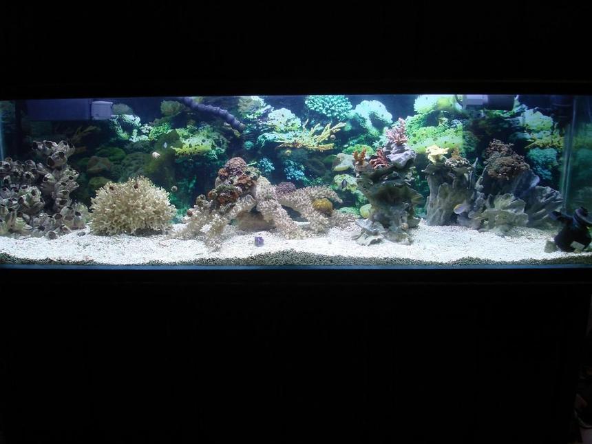 Rated #104: 125 Gallons Reef Tank - the tank