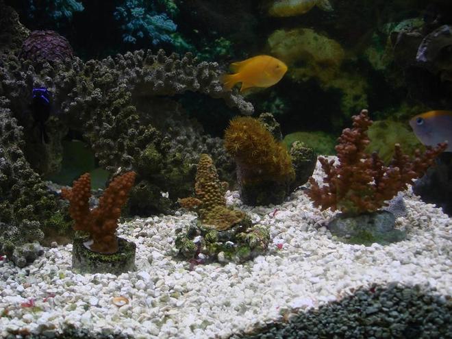 corals inverts - acropora formosa - midnight staghorn acropora coral stocking in 125 gallons tank - hard coral