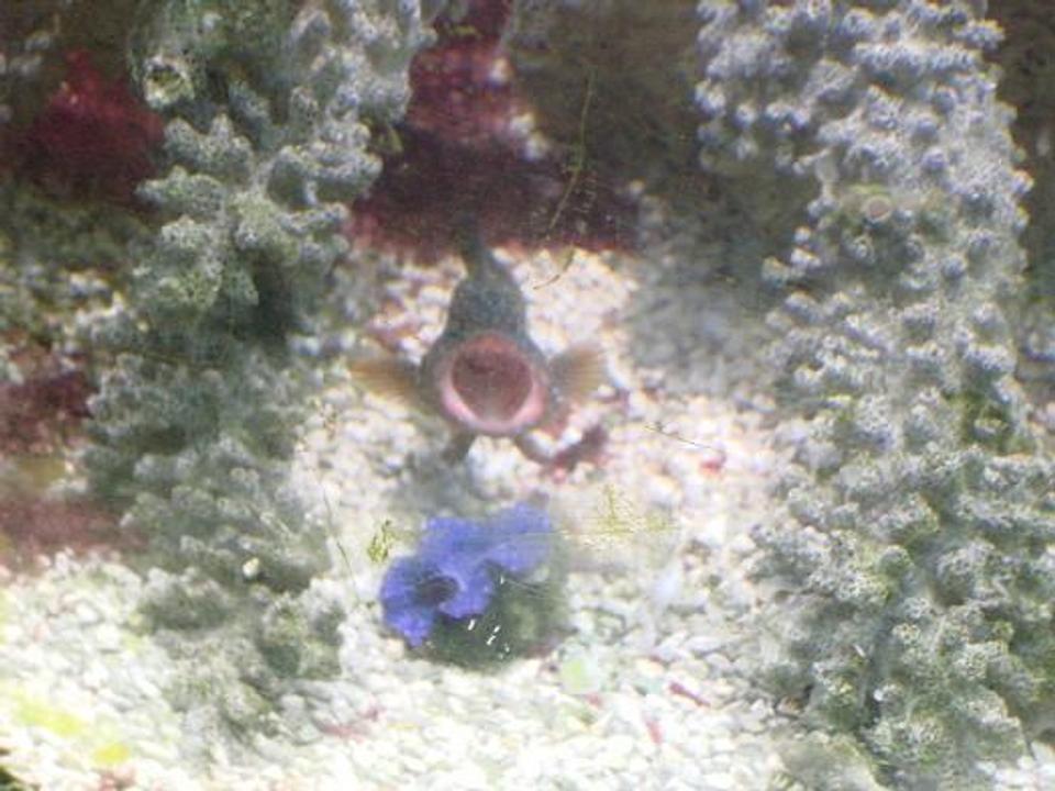 saltwater fish - cephalopholis argus - blue dot grouper stocking in 125 gallons tank - the grouper