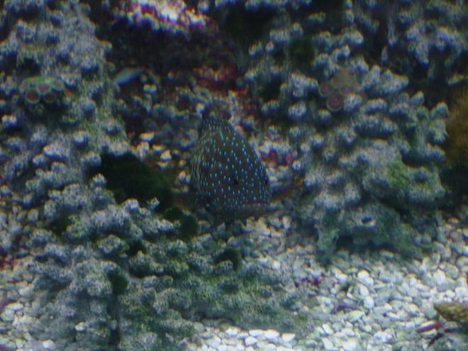 saltwater fish - cephalopholis argus - blue dot grouper stocking in 125 gallons tank - the grouper