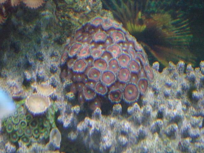 corals inverts - zoanthus sp. - button polyp, pink stocking in 125 gallons tank - nice color