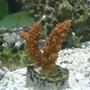 corals inverts - acropora formosa - midnight staghorn acropora coral stocking in 125 gallons tank - hard coral