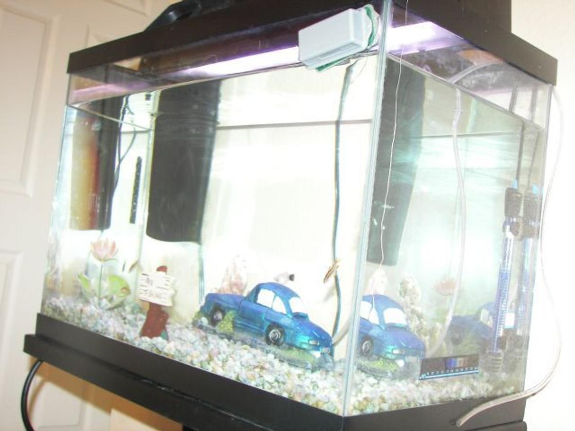 15 gallons freshwater fish tank (mostly fish and non-living decorations) - fish