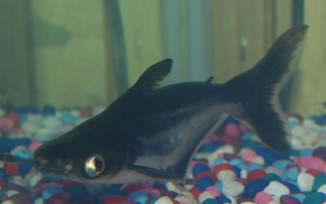 freshwater fish - pangasius hypophthalmus - iridescent shark stocking in 90 gallons tank - my 6 inch iredescent shark