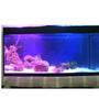 5 gallons saltwater fish tank (mostly fish, little/no live coral) - beginner