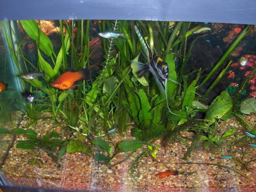 Rated #199: 20 Gallons Planted Tank - 20G
