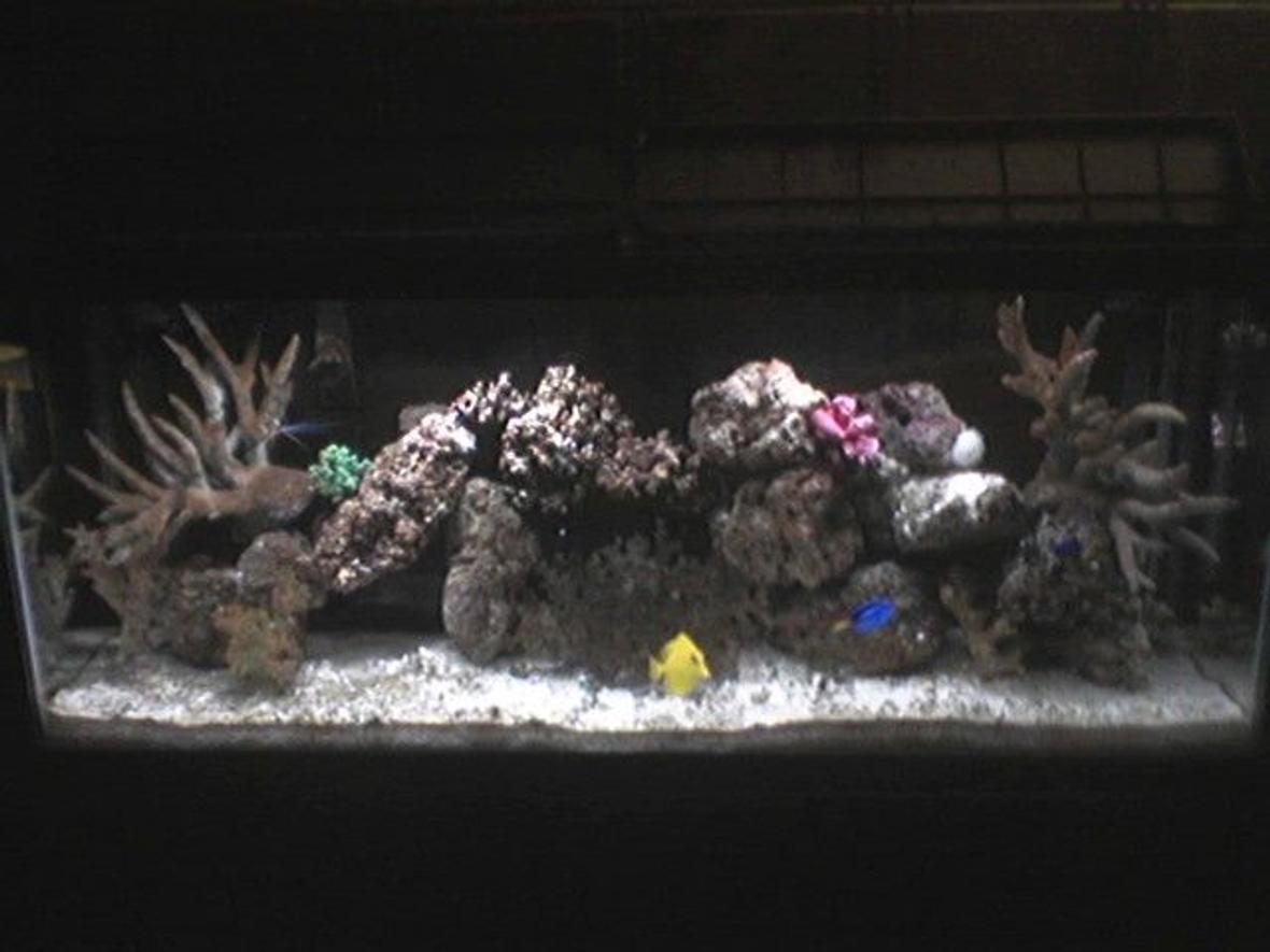 55 gallons reef tank (mostly live coral and fish) - 55 gal tank