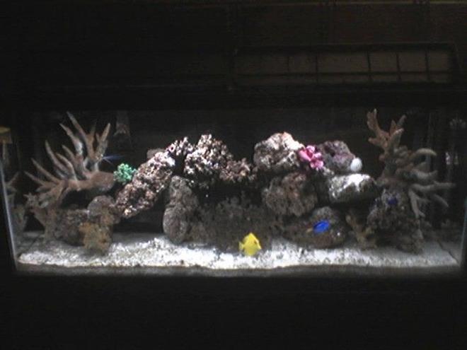 55 gallons reef tank (mostly live coral and fish) - 55 gal tank