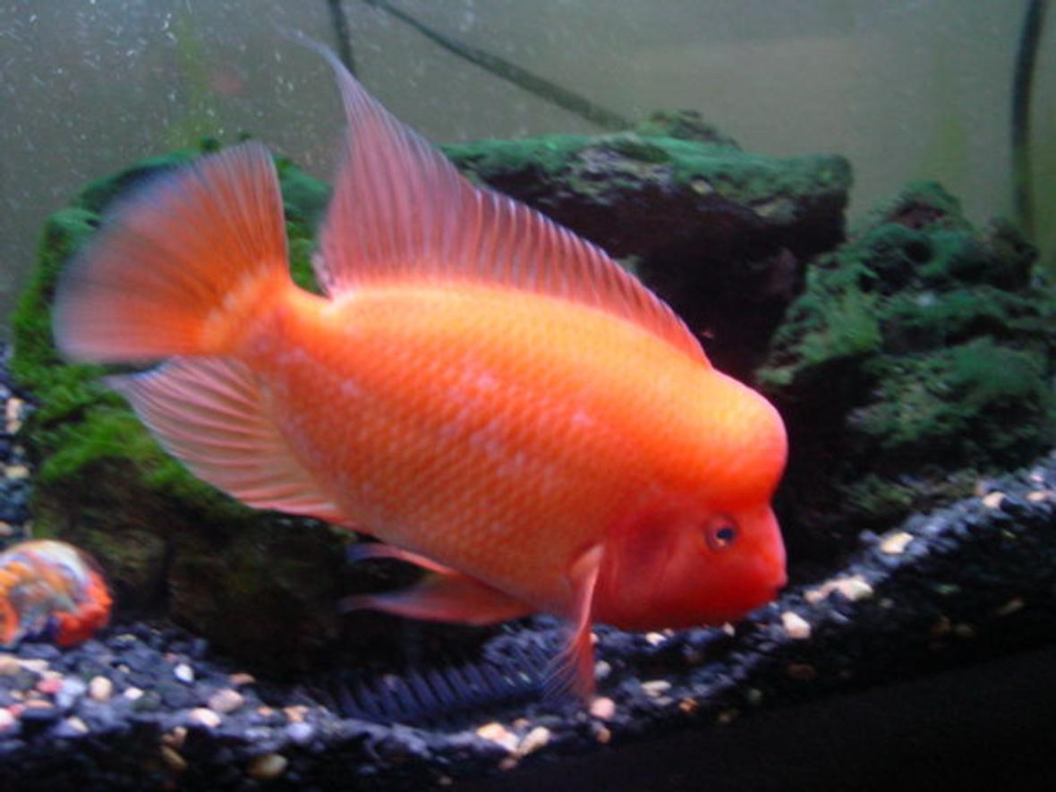 freshwater fish - amphilophus labiatus - red devil stocking in 110 gallons tank - this is my 6 month old red devil. he grew up in 30 gallons