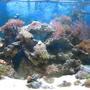 65 gallons reef tank (mostly live coral and fish) - 65 Gallon reef tank, been up and running since Aug. 07