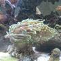 corals inverts - euphyllia glabrescens - torch coral stocking in 65 gallons tank - My aquacultered Torch Coral...I can't believe how BIG this guy gets sometimes!