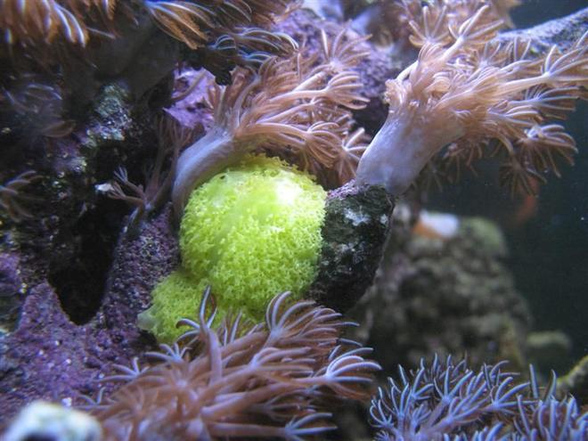 corals inverts - xenia elongata - silver branch pumping xenia stocking in 65 gallons tank - Silver Tipped Xenia Elongata and some sort of sponge