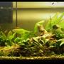 75 gallons planted tank (mostly live plants and fish) - 75g Planted. 30 species of plants and tons of fish.