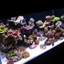 90 gallons reef tank (mostly live coral and fish) - my reef tank