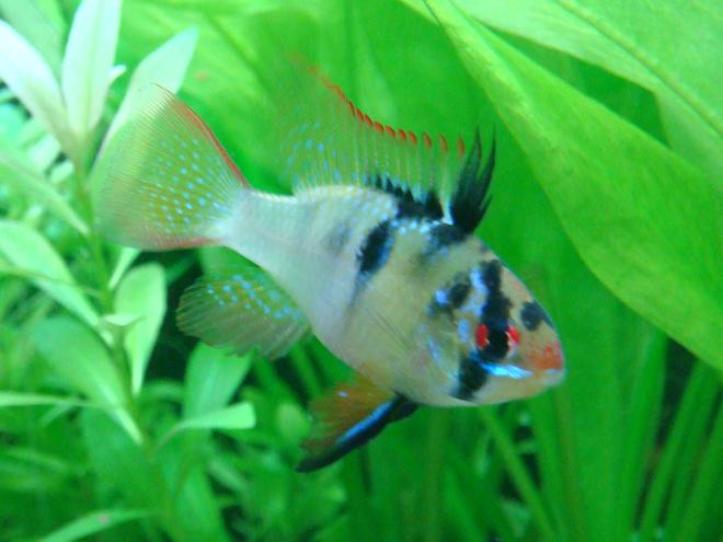 freshwater fish - papiliochromis ramirezi - german blue ram stocking in 15 gallons tank - one on my blue rams