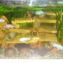 70 gallons freshwater fish tank (mostly fish and non-living decorations) - cichlid malawi