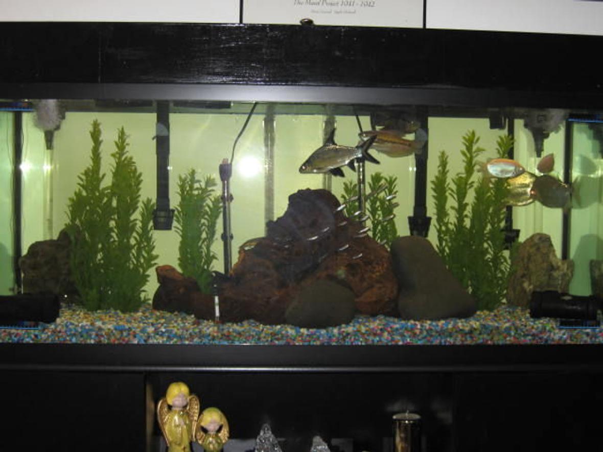 125 gallons freshwater fish tank (mostly fish and non-living decorations) - change all of the decor in my tank. did it because i added some eels and knife fish along with all the other fish 2 pacu 18 rummy nose tetras 1 snake skined 2 kissing 4 plecos 1 bala shark 2 peacock eels and black knife fish