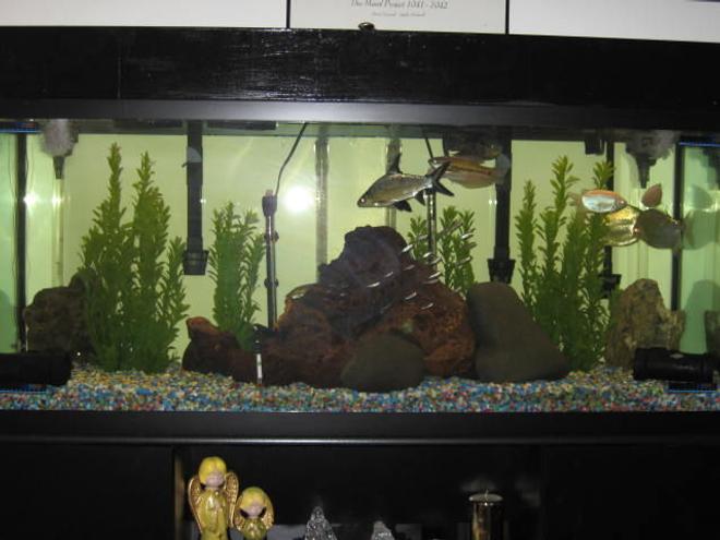 125 gallons freshwater fish tank (mostly fish and non-living decorations) - change all of the decor in my tank.  did it because i added some eels and knife fish along with all the other fish 2 pacu 18 rummy nose tetras 1 snake skined 2 kissing 4 plecos 1 bala shark 2 peacock eels and black knife fish