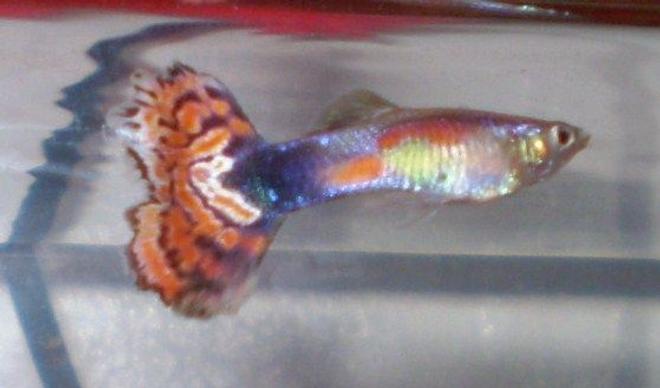 freshwater fish - poecilia reticulata - red cobra delta guppy stocking in 10 gallons tank - One of my male Guppies. If you know what kind it is please let me know.. Thanks!