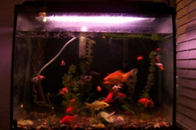 30 gallons freshwater fish tank (mostly fish and non-living decorations) - my tank, while cleaning the other ones