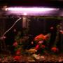 30 gallons freshwater fish tank (mostly fish and non-living decorations) - my tank, while cleaning the other ones