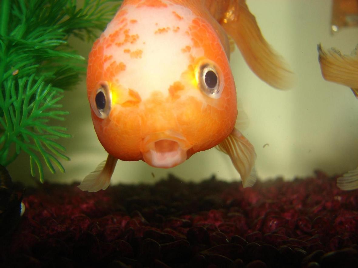 freshwater fish - carassius auratus - fancy goldfish stocking in 72 gallons tank - More of Turbo.