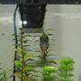 freshwater fish stocking in 72 gallons tank - Dino, one of our african cichlids.