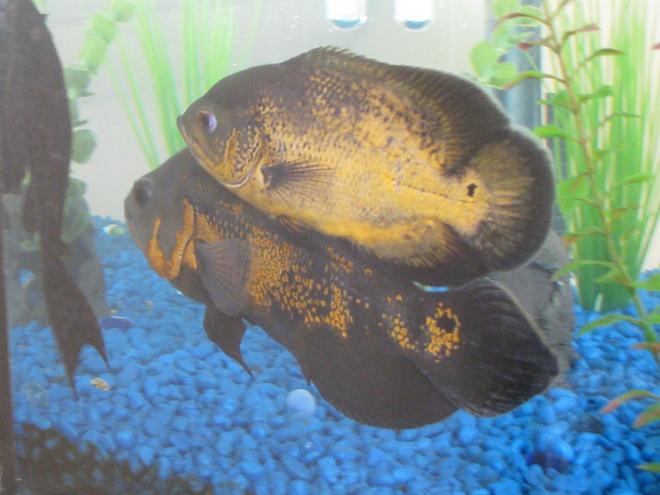 freshwater fish - astronotus ocellatus - red oscar stocking in 72 gallons tank - Tanker and Peaches.