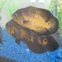 freshwater fish - astronotus ocellatus - red oscar stocking in 72 gallons tank - Tanker and Peaches.