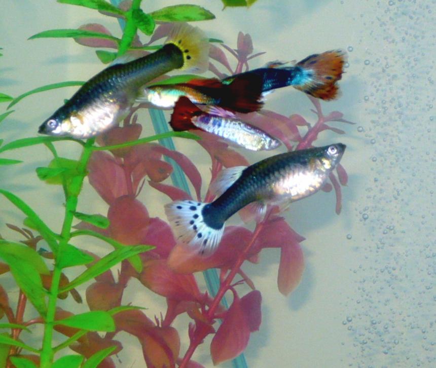 Rated #160: Freshwater Fish - Poecilia Reticulata - Black Phantom Delta Guppy Stocking In 55 Gallons Tank - some of my guppies.