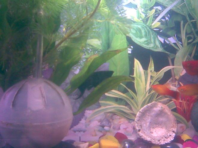 freshwater fish - poecilia latipinna - black lyretail molly stocking in 4 gallons tank - oi