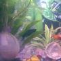 freshwater fish - poecilia latipinna - black lyretail molly stocking in 4 gallons tank - oi