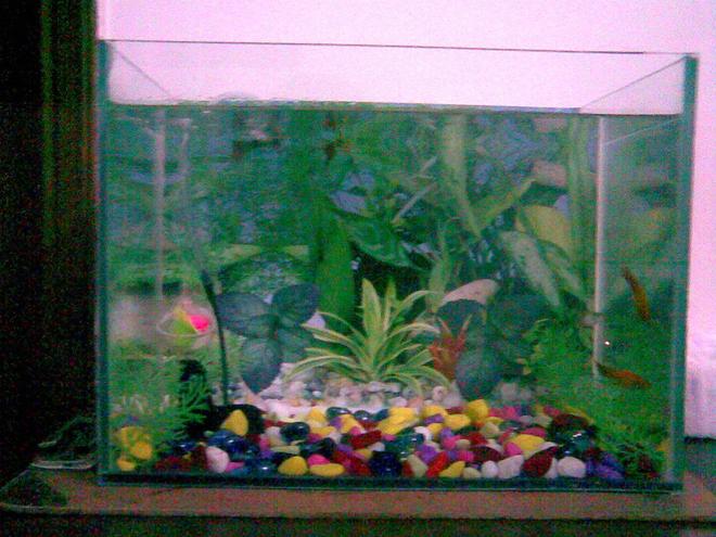 4 gallons freshwater fish tank (mostly fish and non-living decorations) - lkh