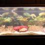125 gallons saltwater fish tank (mostly fish, little/no live coral) - the125