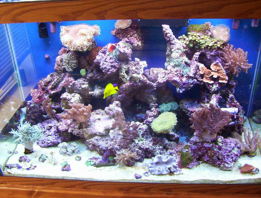Rated #45: 65 Gallons Reef Tank