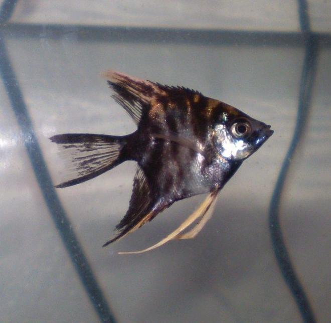 freshwater fish - pterophyllum sp. - marble veil angel stocking in 10 gallons tank - My Marble Angelfish! He's (or she is) so Cool looking! He is quarter sized but I would like to know if you think it's a boy or a girl (I want to name this one too). Thanks!