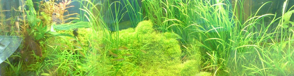 53 gallons planted tank (mostly live plants and fish) - plant tank