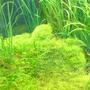 53 gallons planted tank (mostly live plants and fish) - plant tank