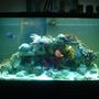 90 gallons saltwater fish tank (mostly fish, little/no live coral) - 90 gal FOWLR