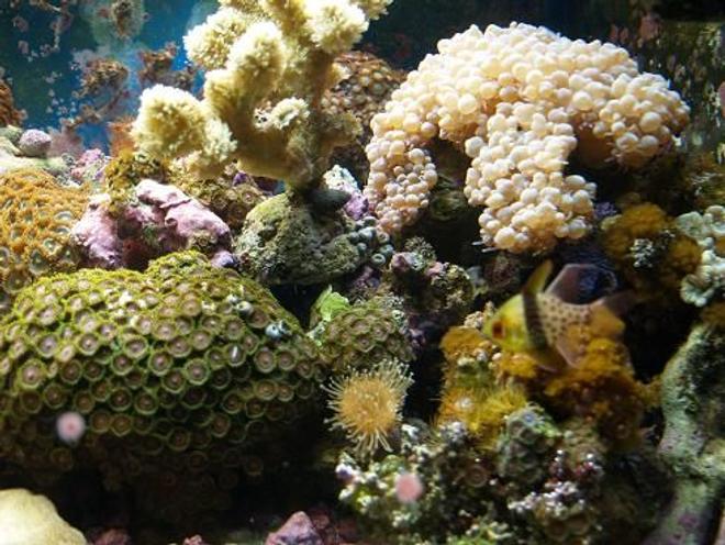 corals inverts - zoanthus sp. - colony polyp stocking in 90 gallons tank - 3 years