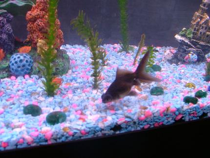 freshwater fish - carassius auratus - black moor goldfish stocking in 55 gallons tank - My name is Oscer.