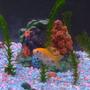 freshwater fish - cyprinus carpio - koi stocking in 55 gallons tank - Hi I'm Jimpo.