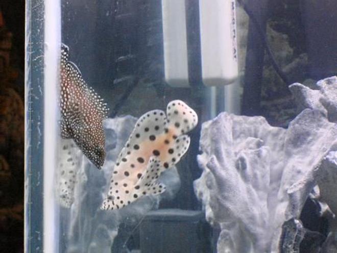 saltwater fish - cromileptes altivelis - panther grouper stocking in 125 gallons tank - the grouper