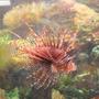 saltwater fish - pterois volitans - volitan lionfish stocking in 125 gallons tank - the lion