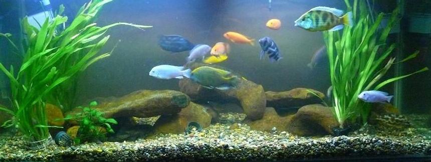 Rated #176: 125 Gallons Freshwater Fish Tank - My 125G Malawi tank