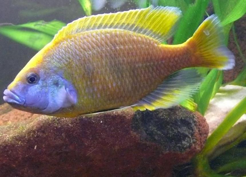 Rated #41: Freshwater Fish - Nimbochromis Venustus - Venustus Cichlid Stocking In 125 Gallons Tank - My 8" venustus male
